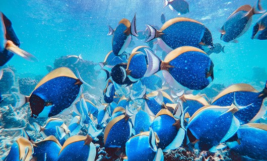 poissons