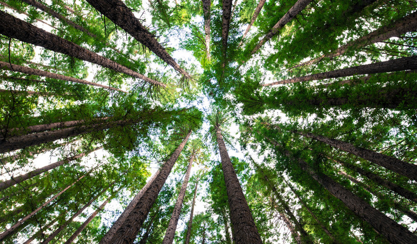 Arbres dans une forêt